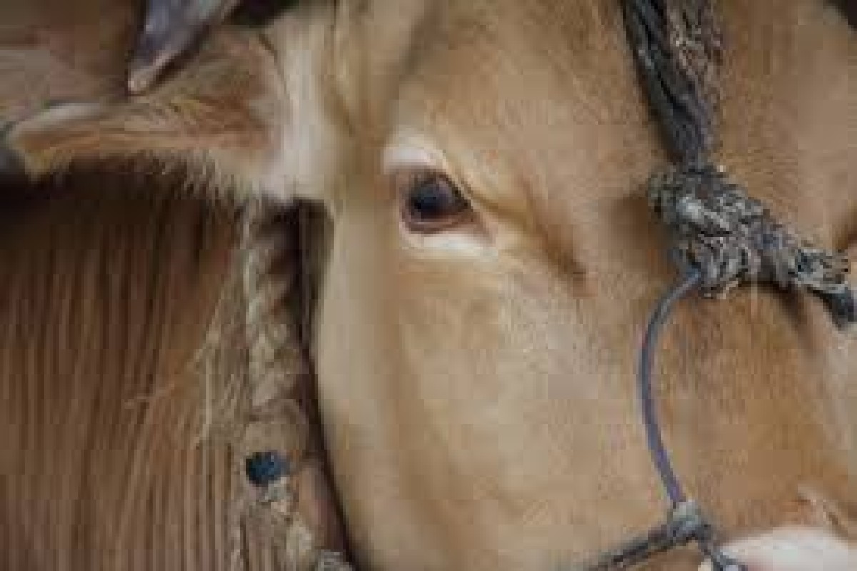 어느 단상: 호모 사피언스 베지테리안