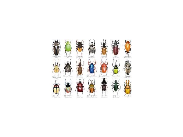 새사도신경 90 화 ★  딱정 벌레