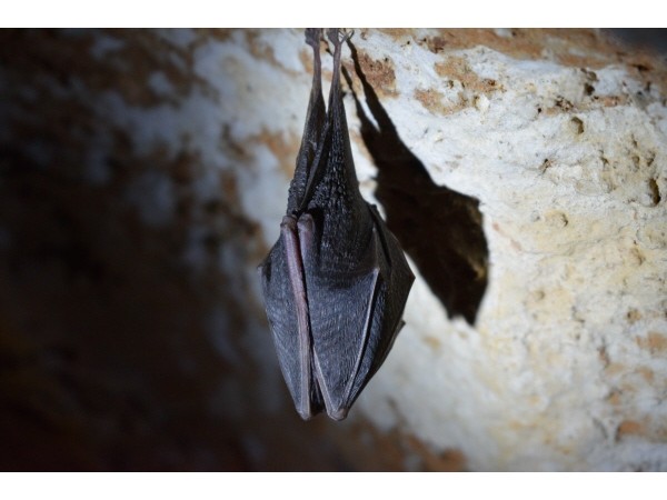 어느 단상 :  박쥐의 부탁