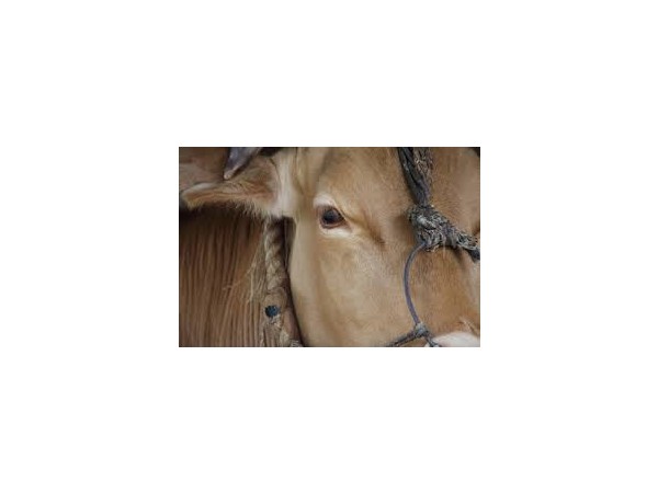 어느 단상: 호모 사피언스 베지테리안