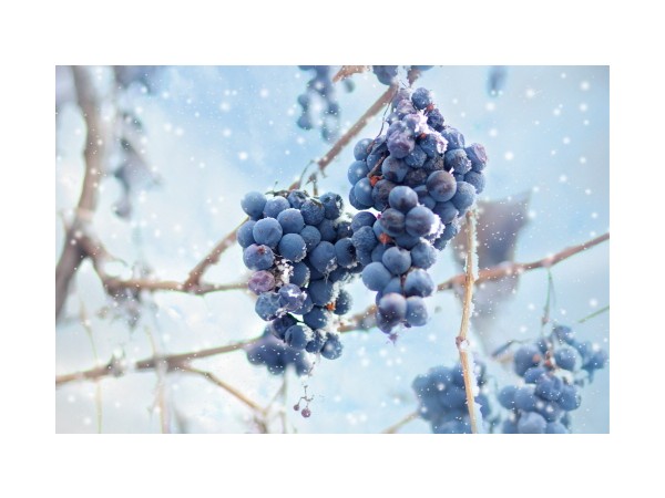 바라바 70화 ★ 아이스 와인과 마나헴의 비명소리